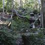 Tamborine National Park