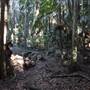 Tamborine National Park