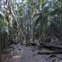 Tamborine National Park
