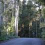 Winding Scenic Mountain Road - National Park