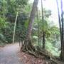 Mt Cougal