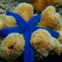 Great Barrier Reef