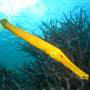 Great Barrier Reef