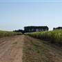 Gold Coast Sugar Cane Fields