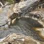 Murray Falls (Girramay National Park)