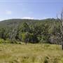 Bonogin Backlot - Dead Tree Paddock