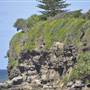 Shelly Beach