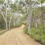 Mulgumpin (Moreton Island) Bush Track - Middle Road