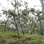 Mulgumpin (Moreton Island) Bush Track - Middle Road