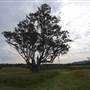 Bushland / Nature Reserve