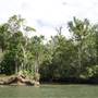 Mulgrave River (Cairns Region)