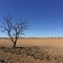 Dead Tree Patch