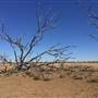 Dead Tree Patch