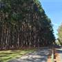 Pine Forest, Riverside Skate Park & Open Sports Fields - Pizzey Park