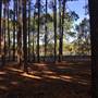 Pine Forest, Riverside Skate Park & Open Sports Fields - Pizzey Park