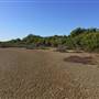 Brisbane Region - Swamps / Mangroves (St Helena Island)
