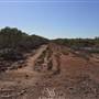 Brisbane Region - Swamps / Mangroves (St Helena Island)