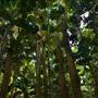 Daintree Fan Palm Forest