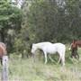 Cloverdale Farm