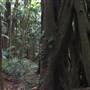 Palm Tree Grove