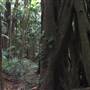 Palm Tree Grove