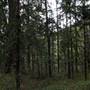 Hillside Hoop Pine Forest