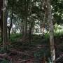 Hinterland Stream with Forest & Paddock