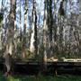 Gold Coast - Coombabah Paperbark Forest