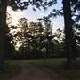 The Secret Forest - Oxley Creek Common