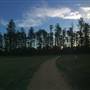 The Secret Forest - Oxley Creek Common