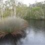 Lake Como (Noosa Everglades)