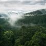 Sunshine Coast Region - Bernakin Forest (Blackbutt Range)
