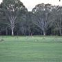Coombabah Lakelands Conservation Area - Open Field & Forest