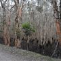 Coombabah Lakelands Conservation Area - Open Field & Forest