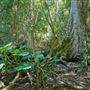Hallorans Hill Conservation Park