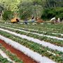 Shaylee Strawberry Farm
