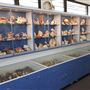Shell World Yeppoon - Museum
