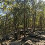 Toohey Forest - Toohey Ridge Track