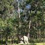 Brushtail Trail - Karawatha Forest Park