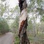 Karawatha Forest Park - Melaleuca Circuit