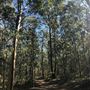Bloodwood Track - Whites Hill Reserve