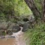 Mt Coot-tha Forest - Overview