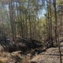 Mahogany Track - Mount Coot-tha Forest