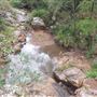 Mount Coot-tha Forest - Powerful Owl Trail