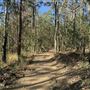 Mount Coot-tha Forest - Powerful Owl Trail