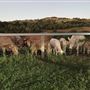 Tallavalley Farm
