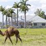 Summer Land Camel Farm