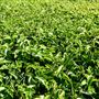 Nerada Tea Plantation and factory