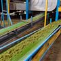 Nerada Tea Plantation and factory