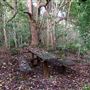 Peterson Creek Wildlife & Botanical Walking Track